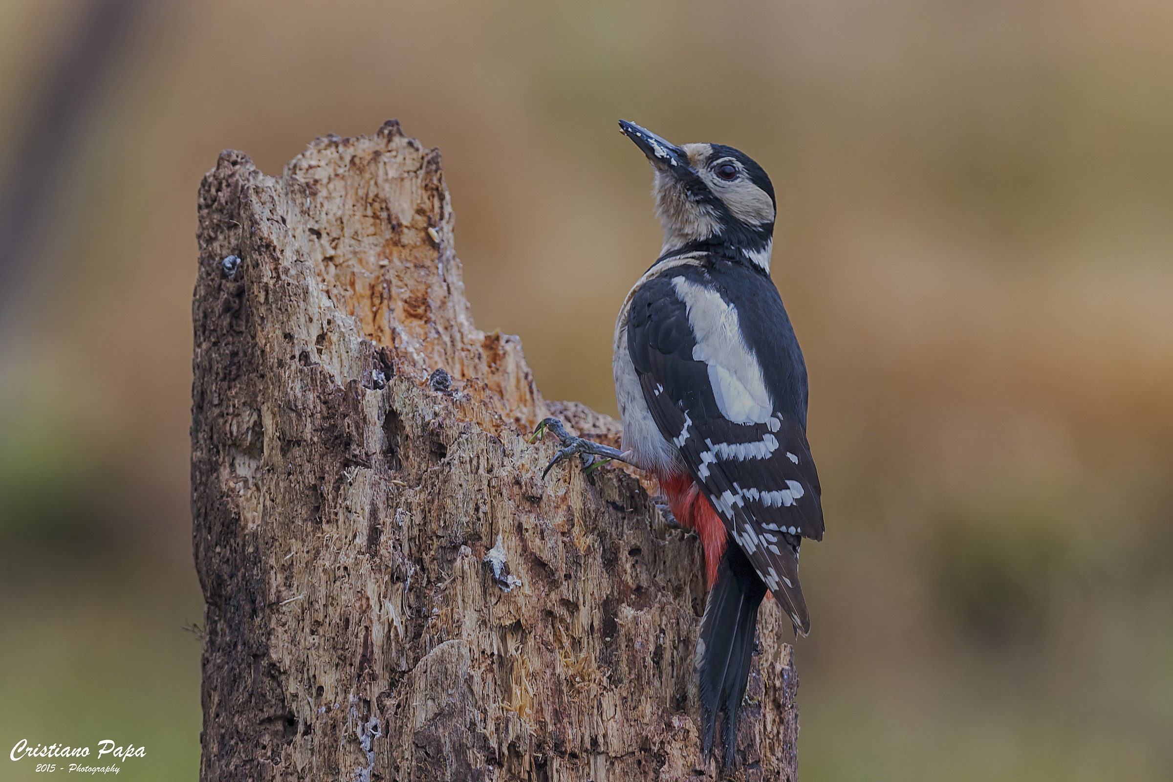 Spotted Woodpecker