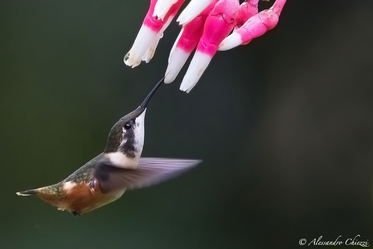 Stella dei boschi adorna