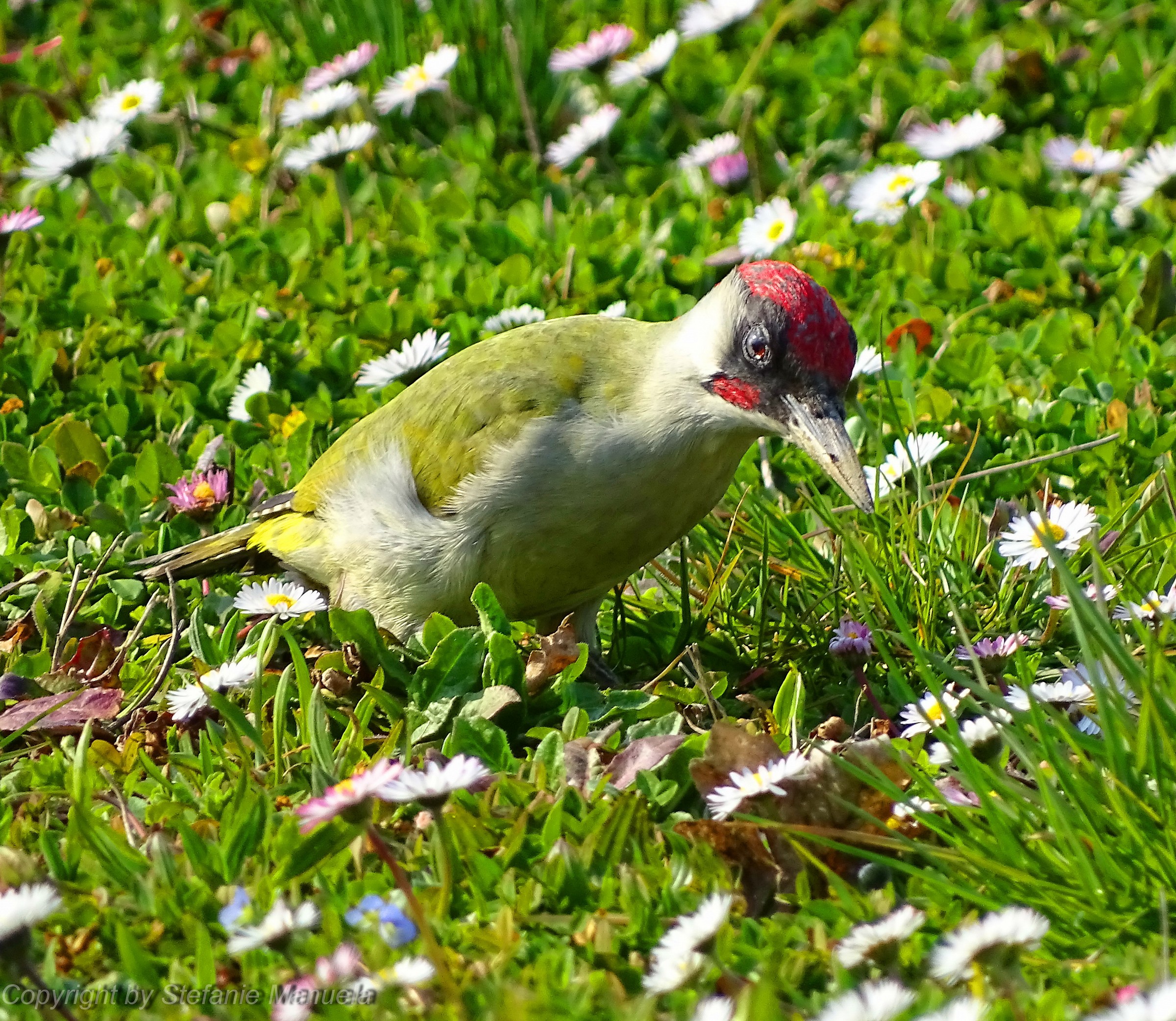 Woodpecker between the Daisies