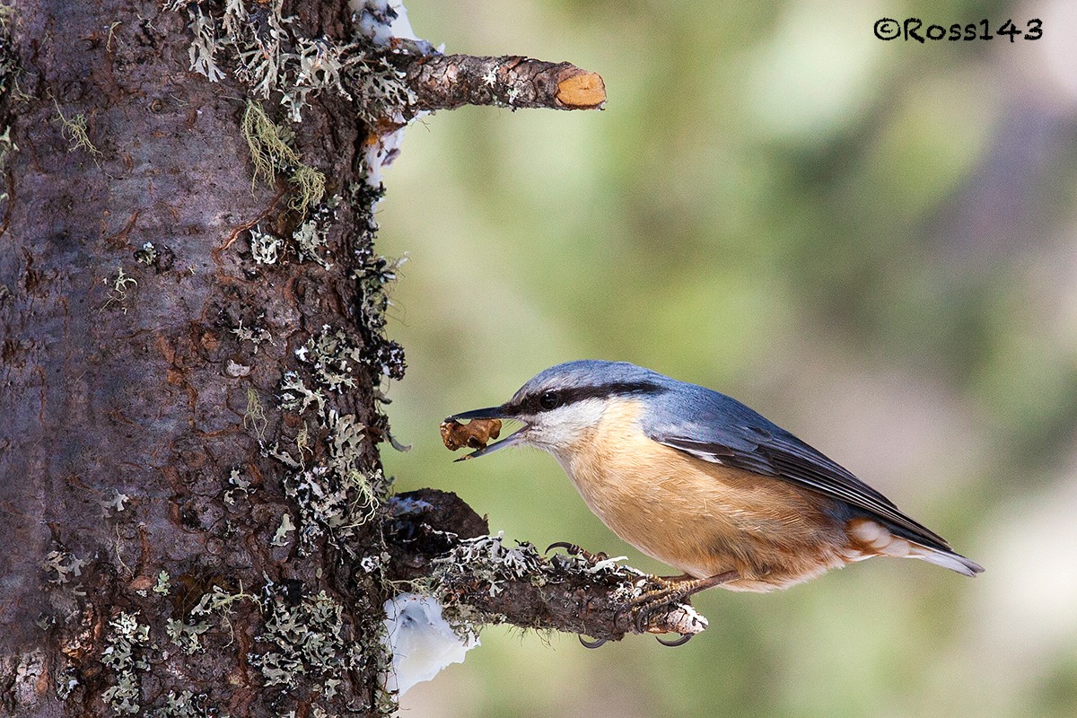 Nuthatch