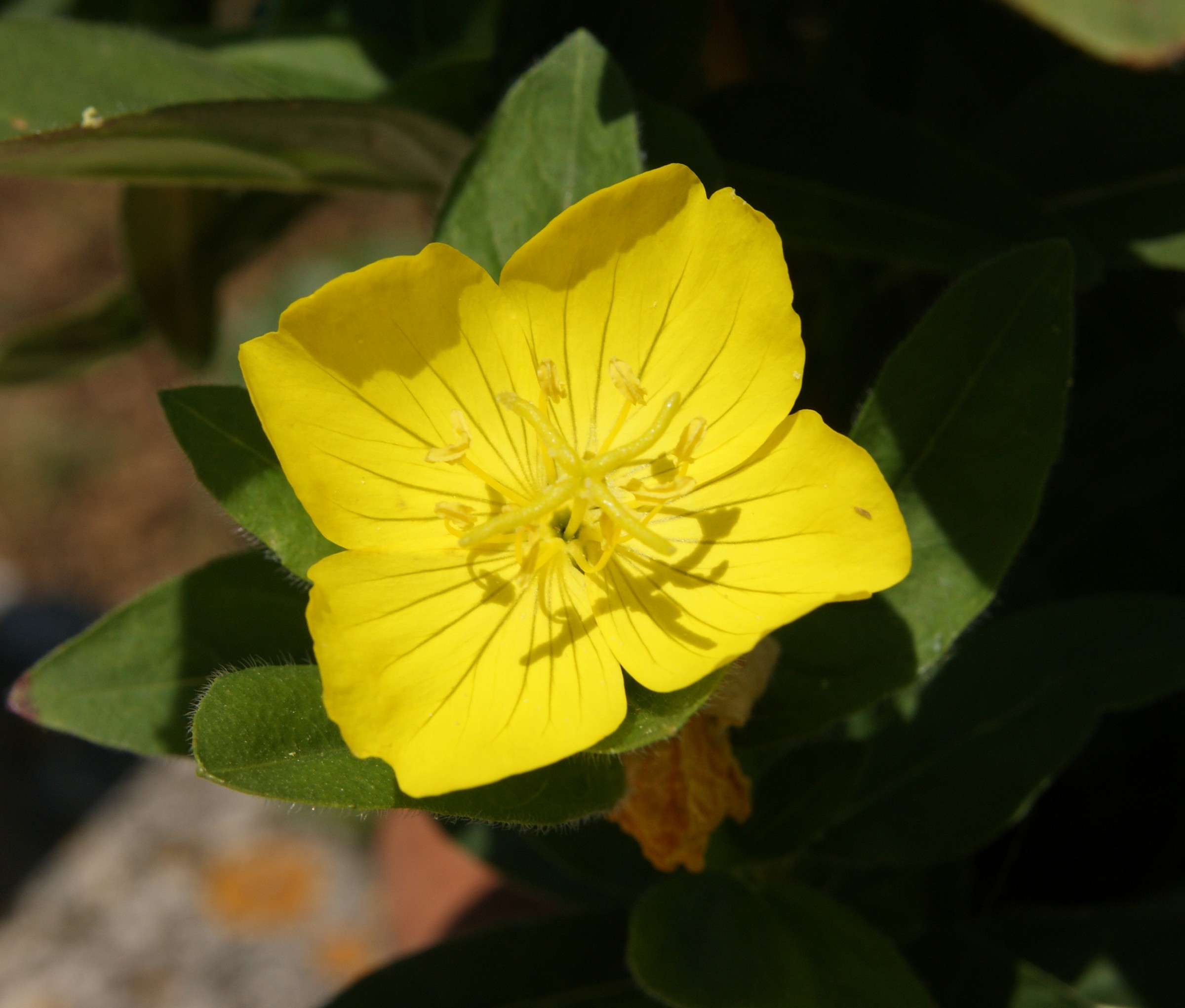 Finalmente primavera