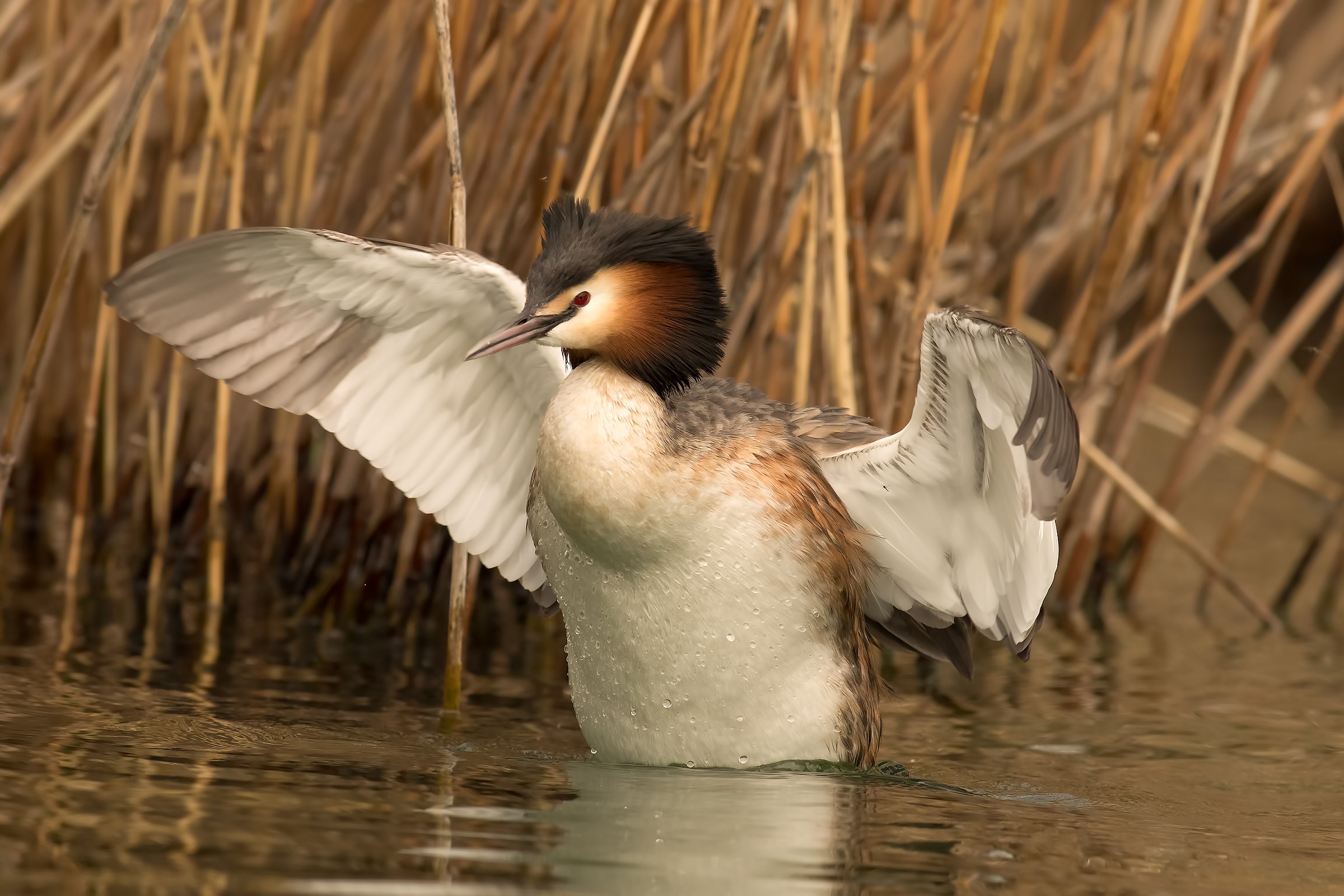 grebe