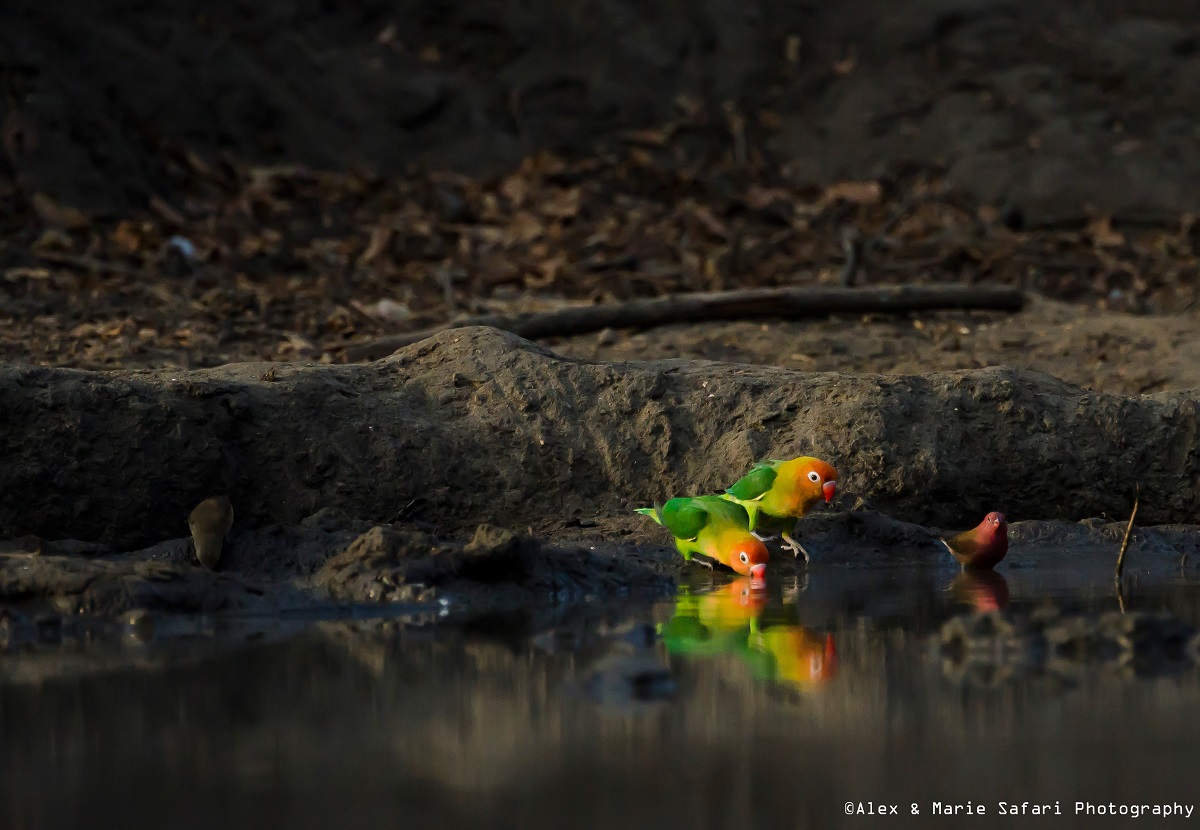 beautifull Lilian's lovebird pair (Agapornis lilianae)
