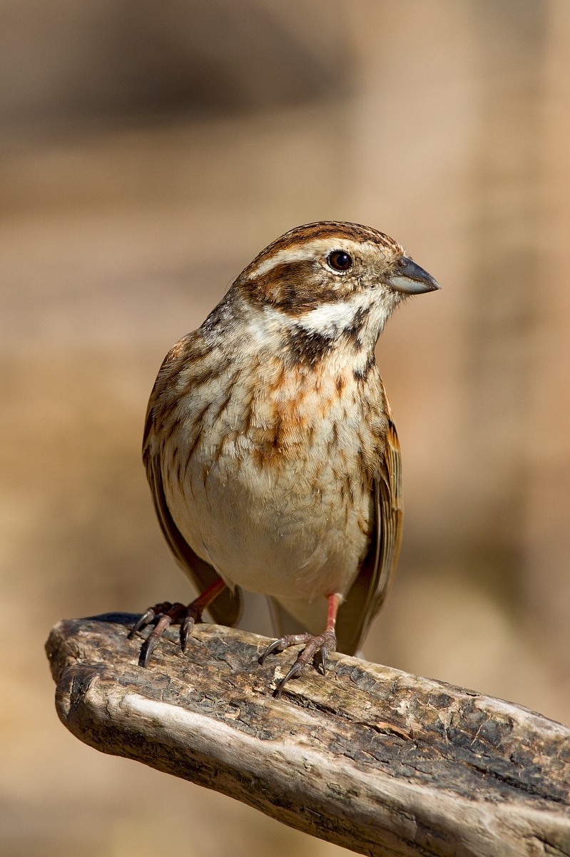 Portrait of female Reed Bunting