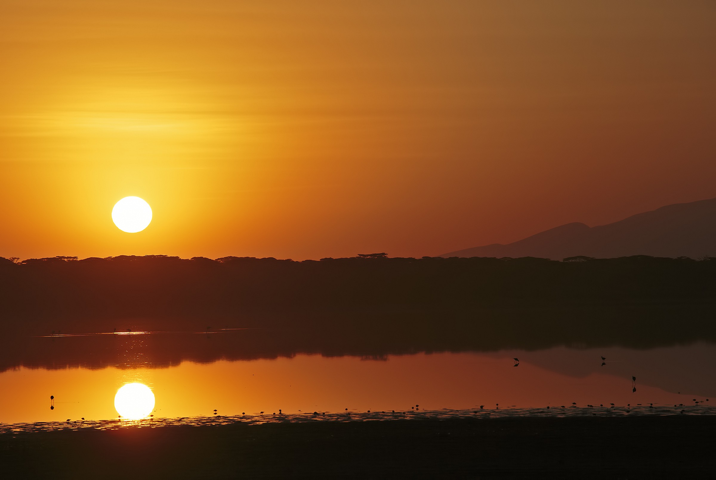 Sunrise with flamengos