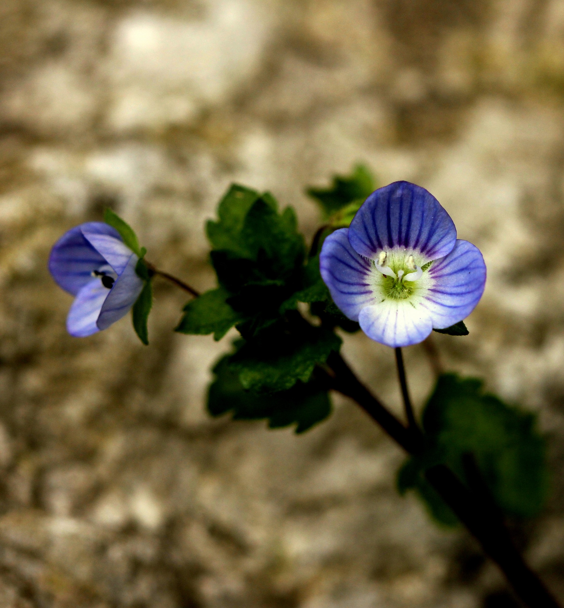 I più piccini del giardino