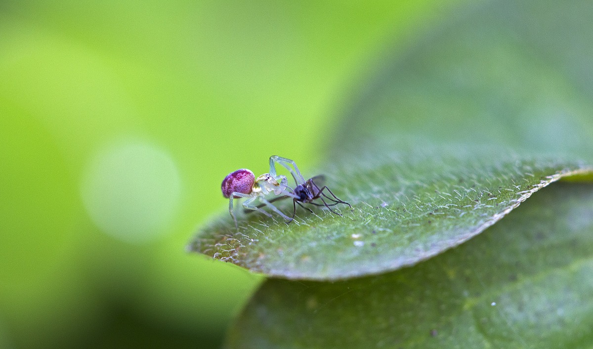 Inizio della stagione venatoria per i ragni