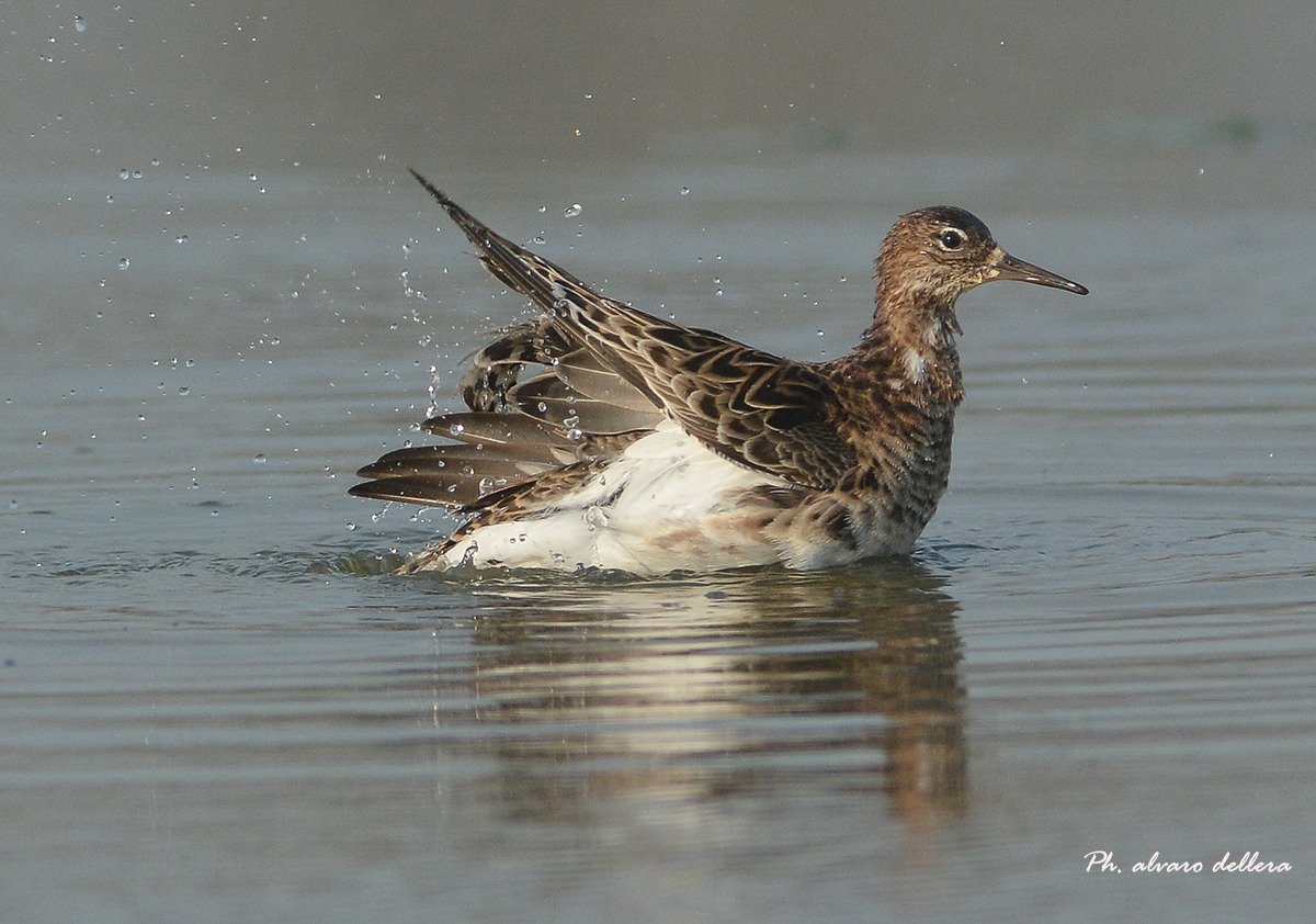 combattente in disarmo