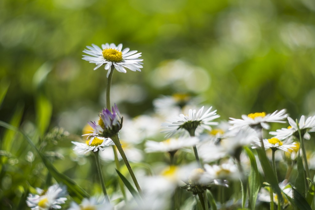 sintomi di primavera