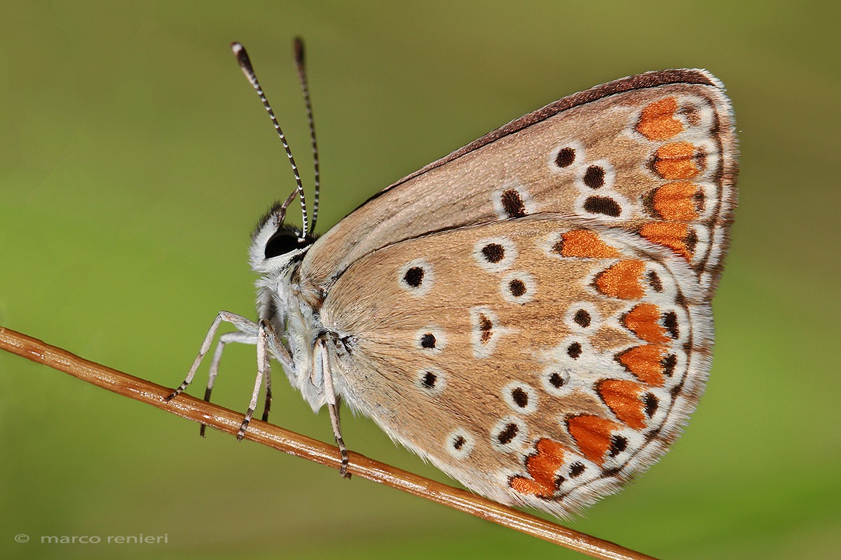 Polyommatus icarus