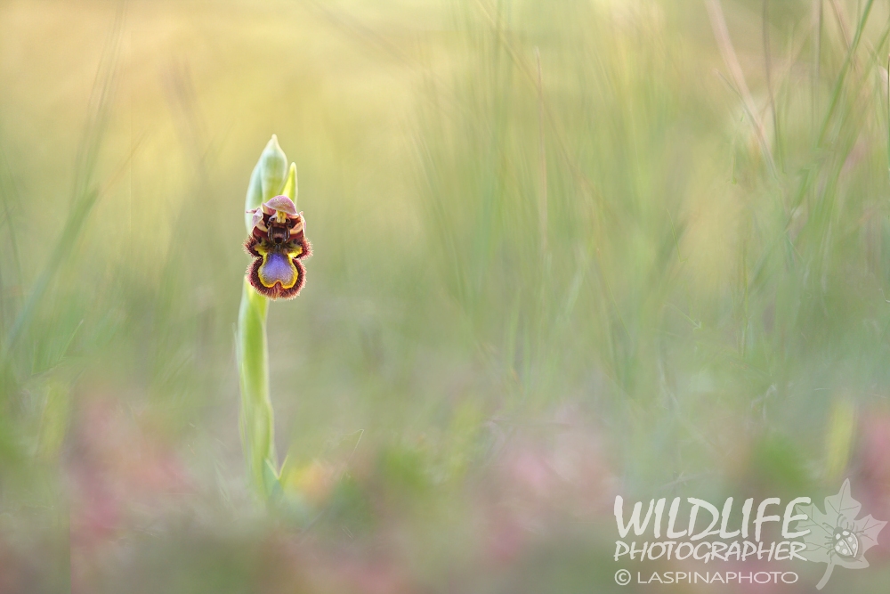 ... Ophrys speculum 2015 ...