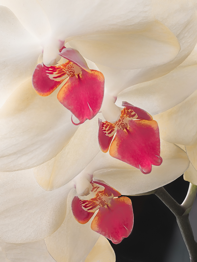 An orchid elegant