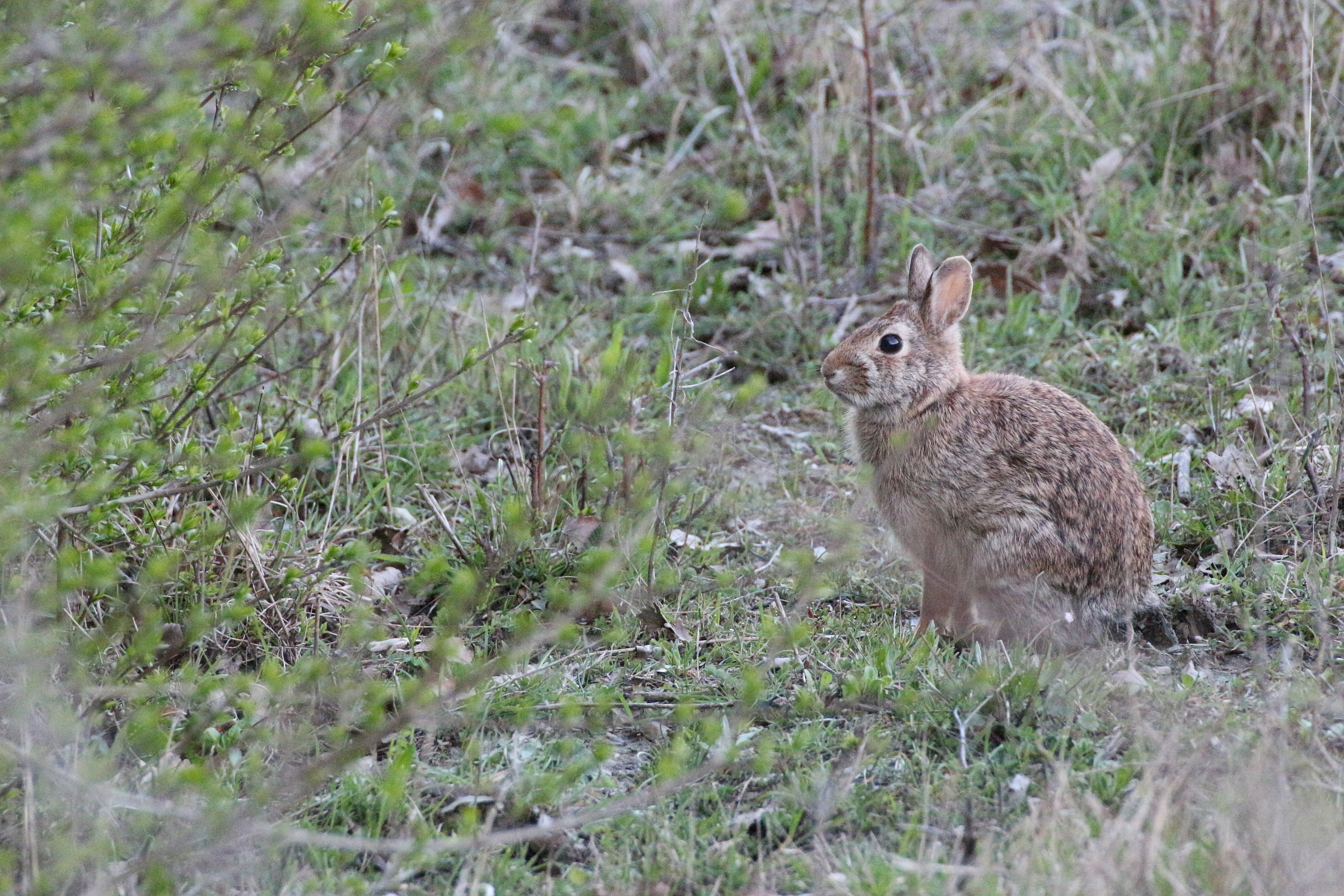 Eastern Cottontail