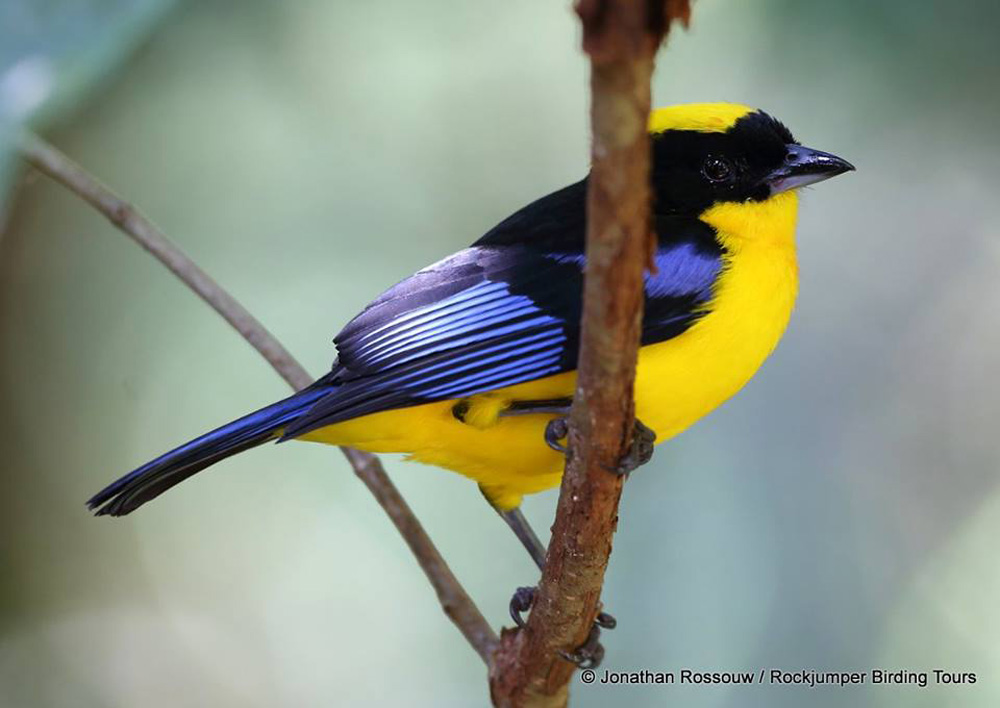Blu-alata Mountain Tanager da Jonathan Rossouw