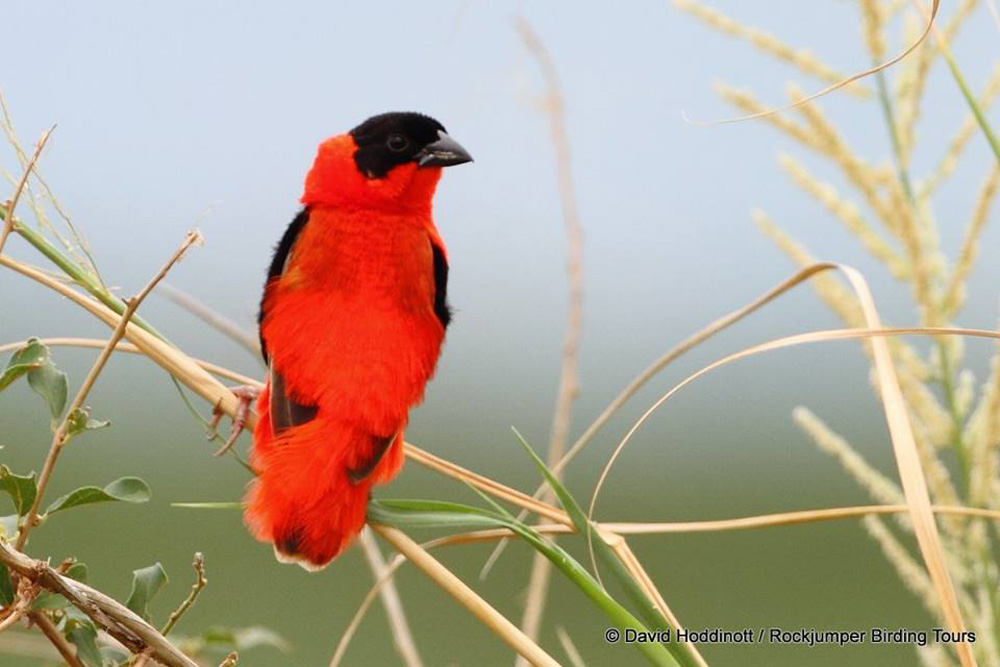 Northern Red Bishop David Hoddinott
