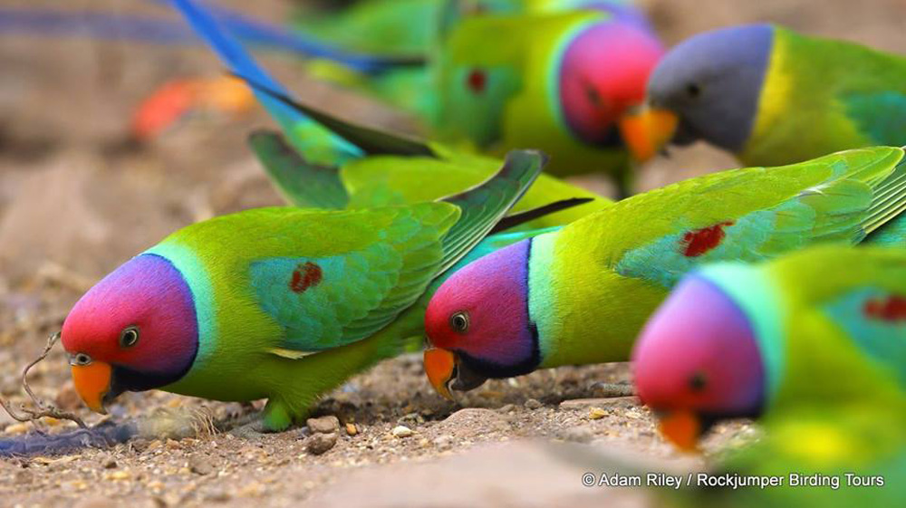 Plum-headed Parrocchetti di Adam Riley