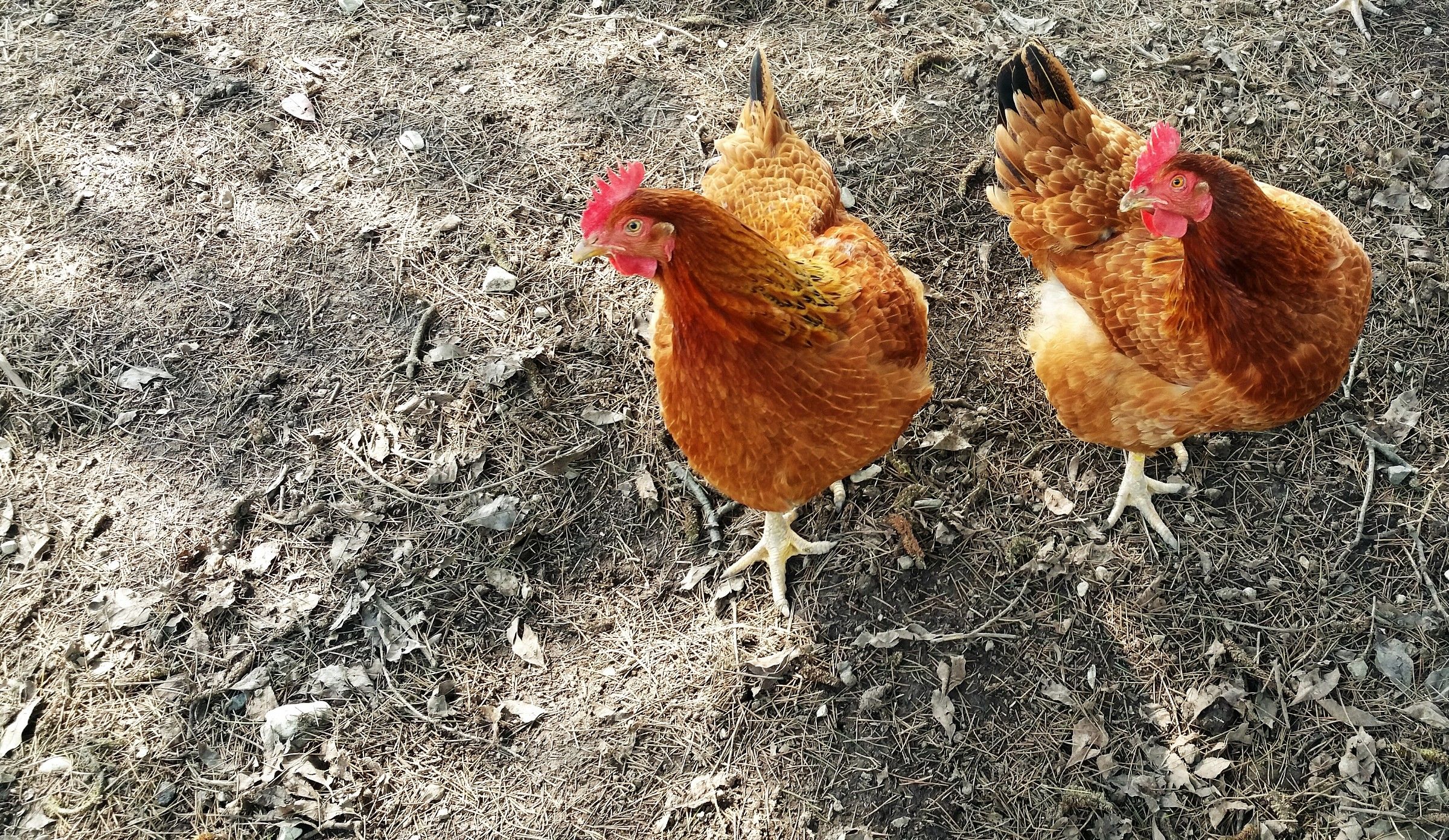 guardare nella stessa direzione