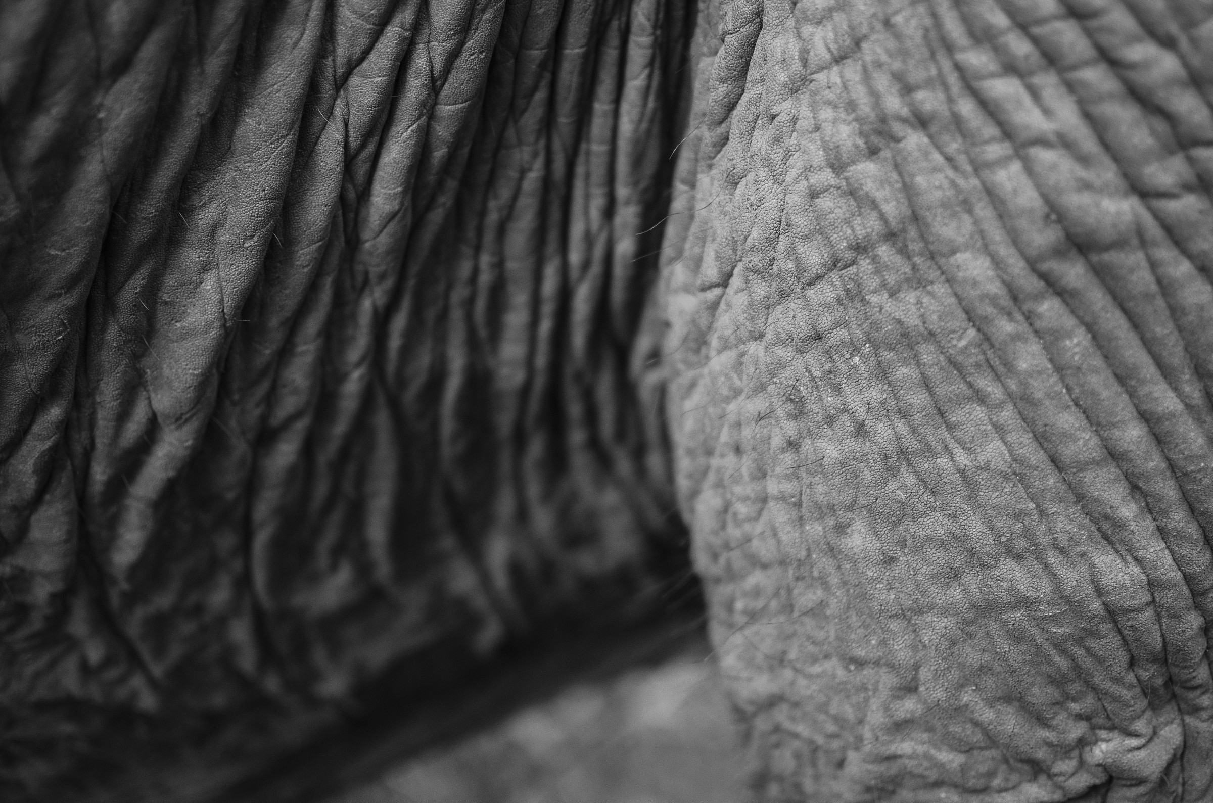 elephant skin