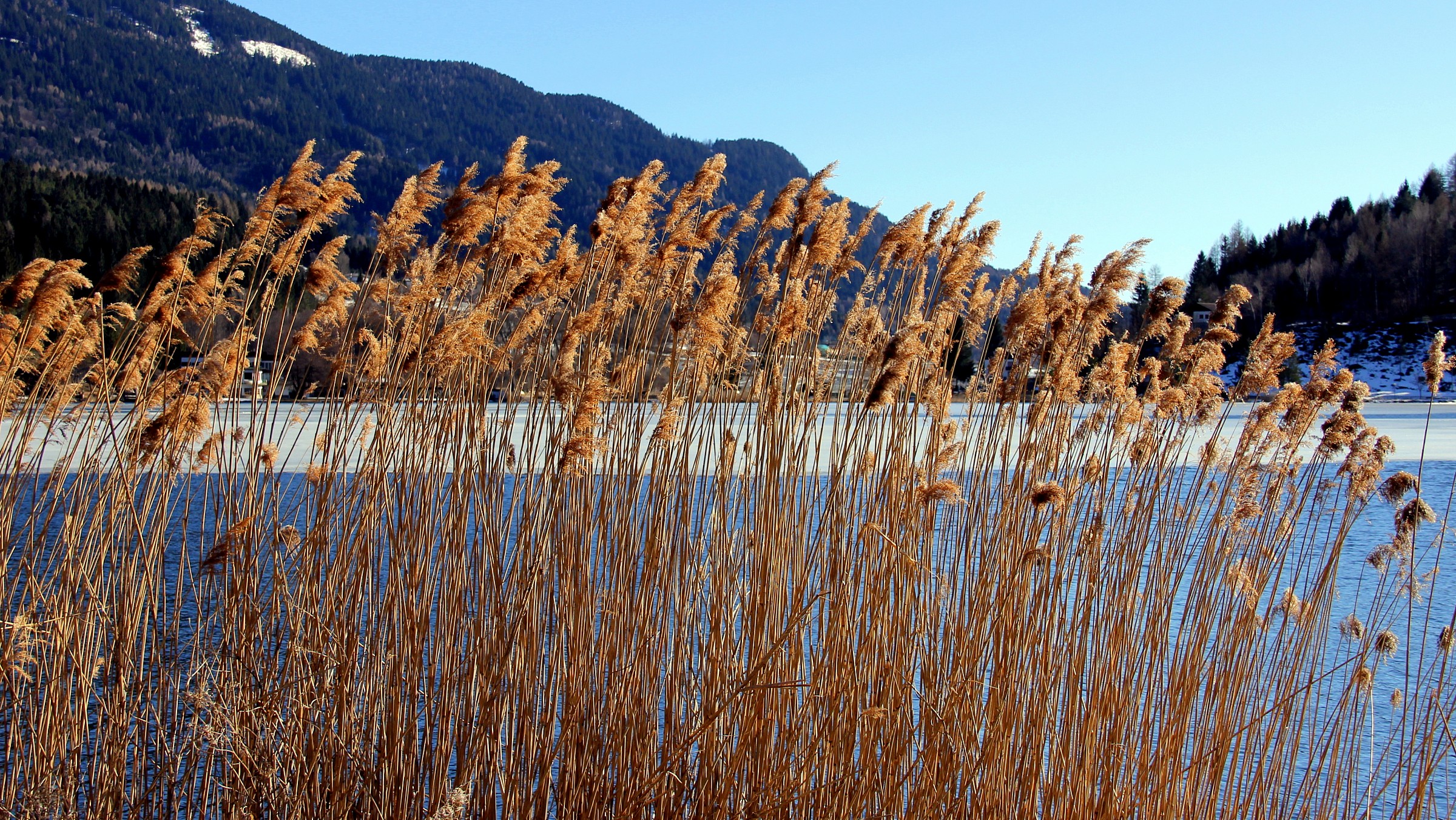 Reeds in the wind