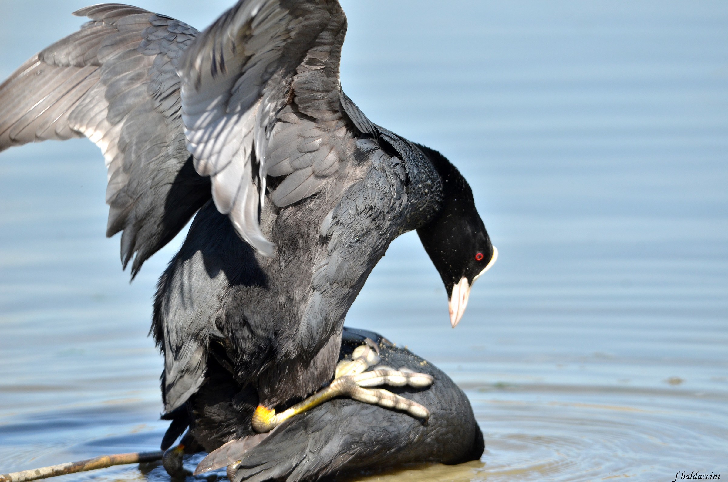 ohh but I affoghiiiiii ............