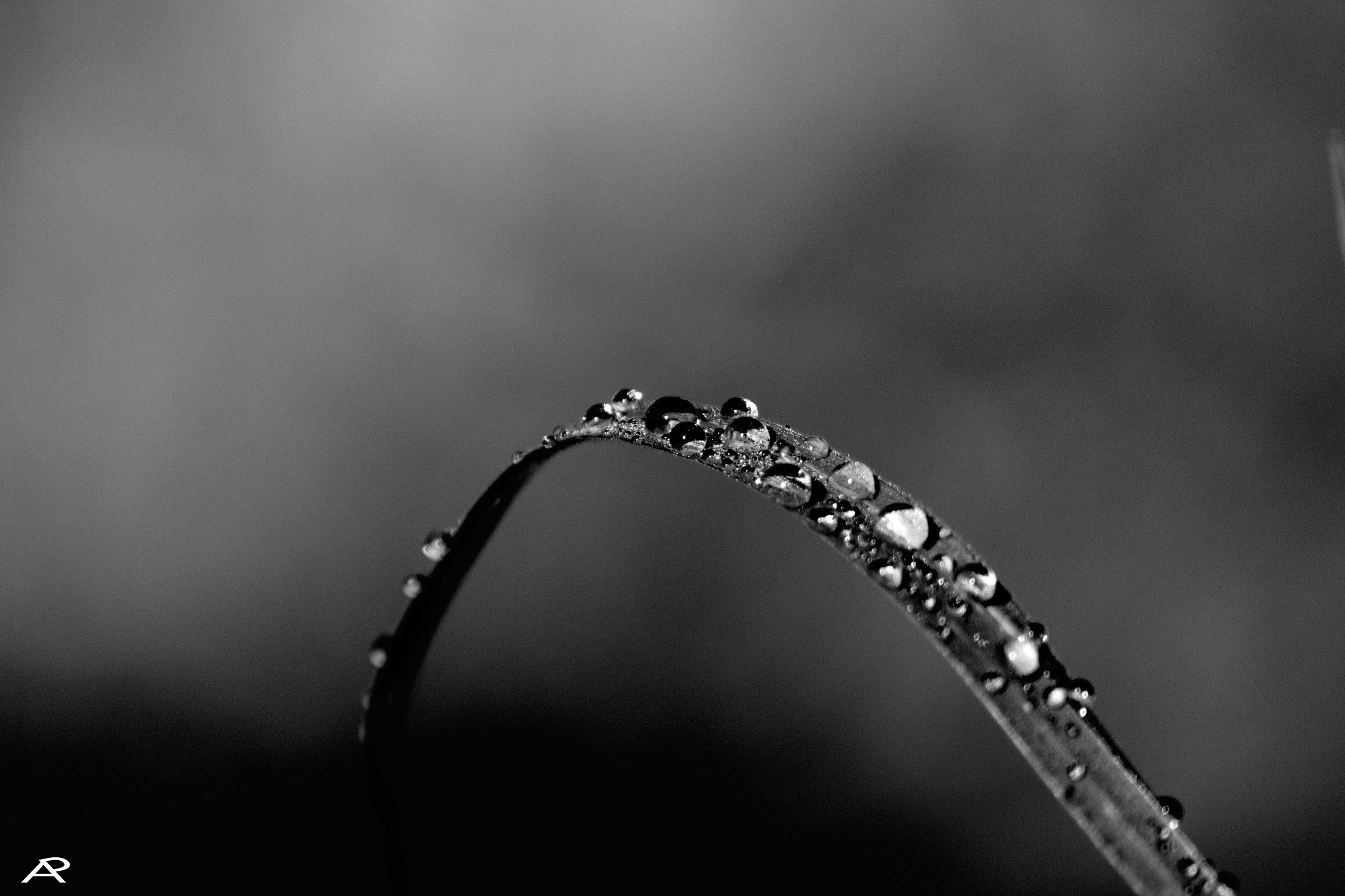 dew drops