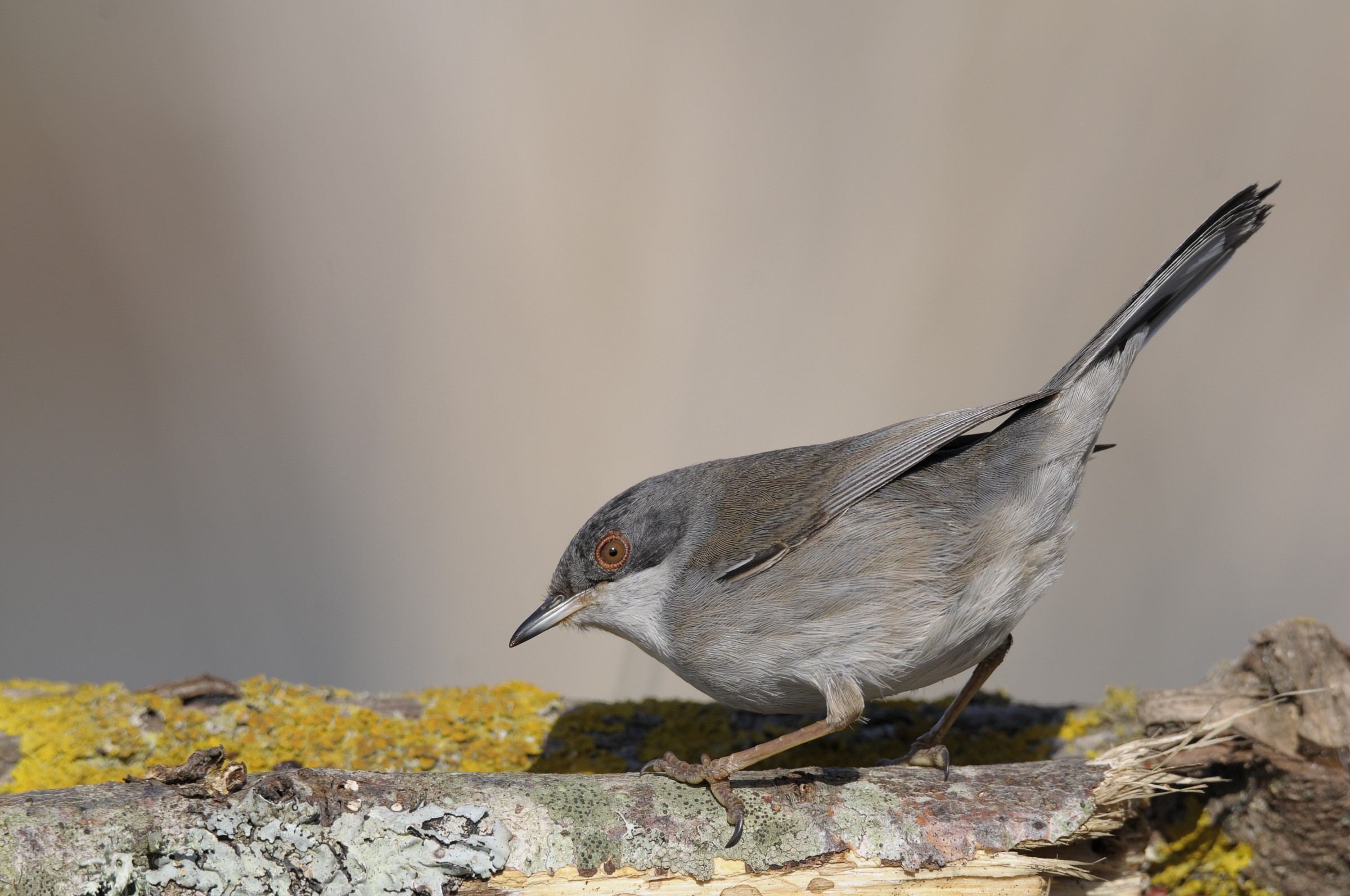 alla ricerca del pranzo