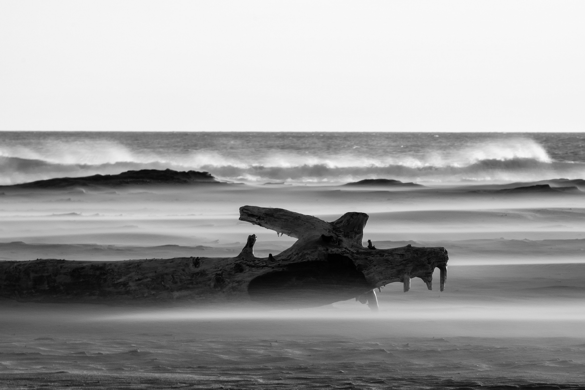 Camargue_gennaio2015_vento teso3