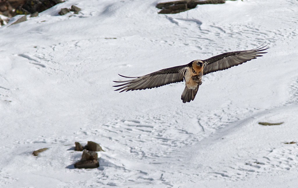 Gipeto..il light flight