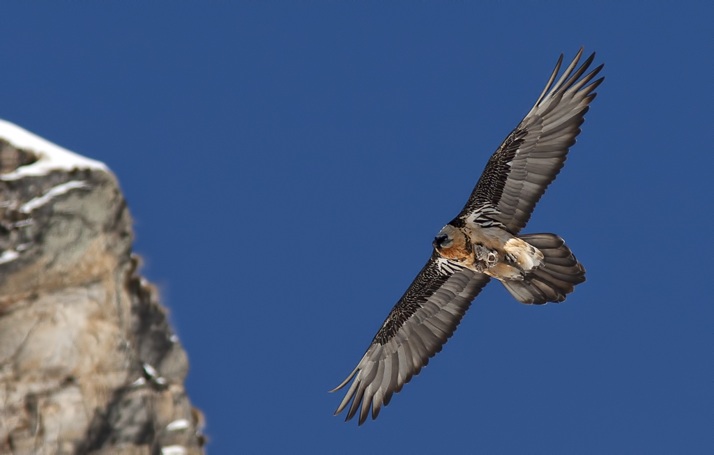 Bearded Vulture ... thrill of flight