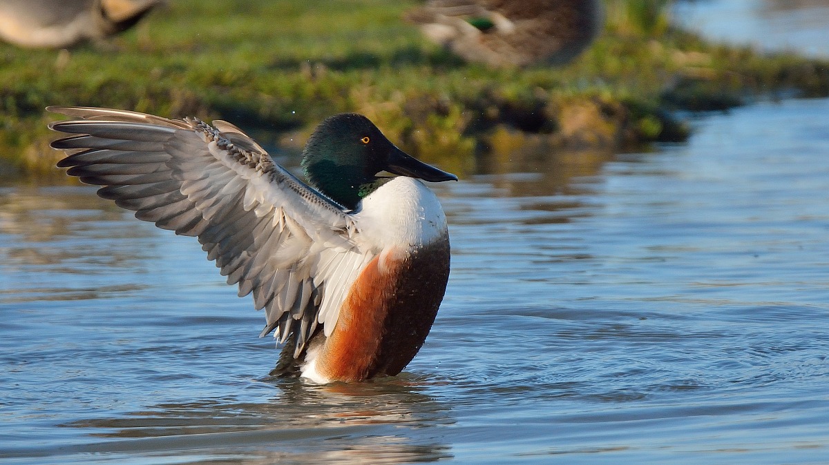 Shoveler ...