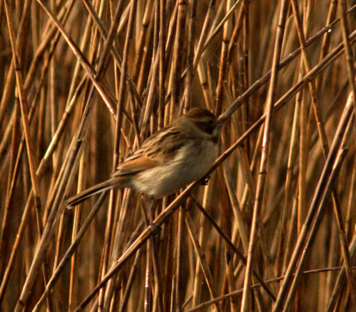 migliarino di palude-lago di porta