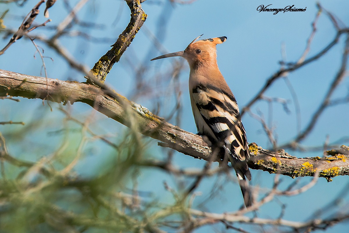 Hoopoe
