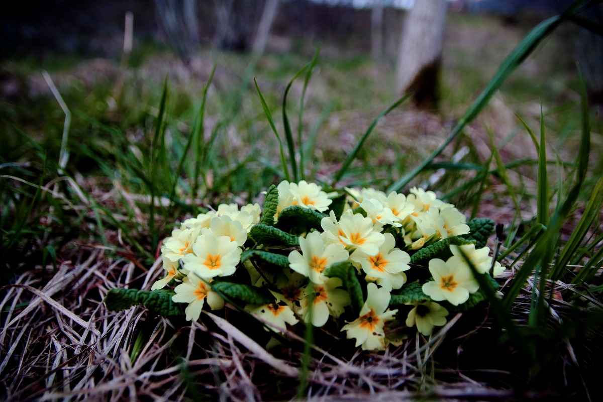 Wild Primroses
