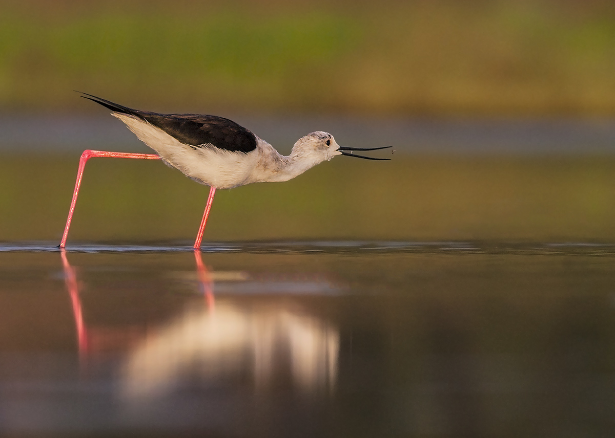 il cavaliere e la zanzara
