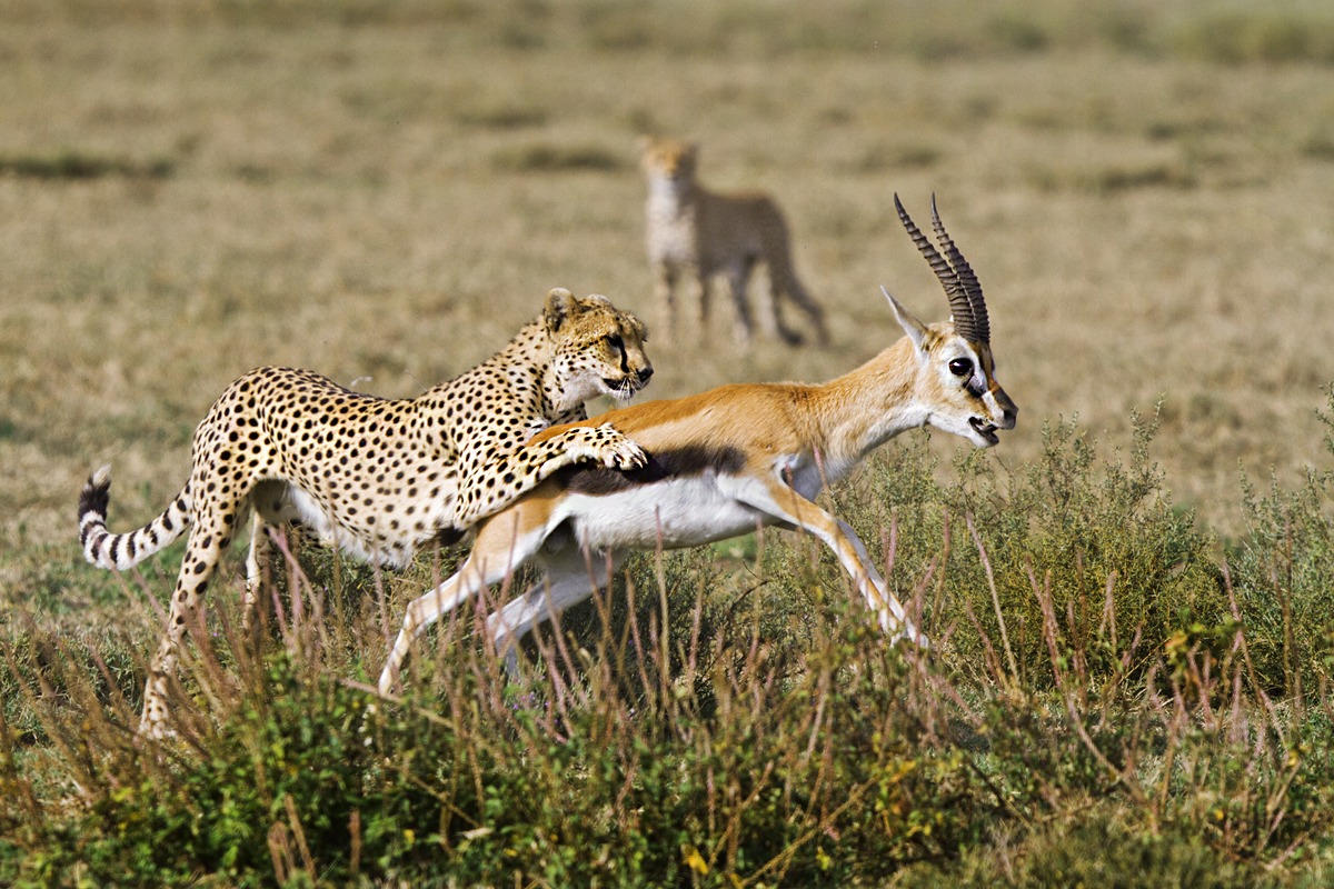 Ultimi attimi di vita