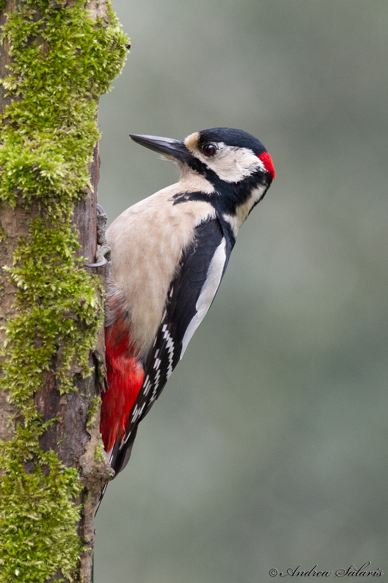 Picchio Rosso Maggiore (Dendrocopos Major)