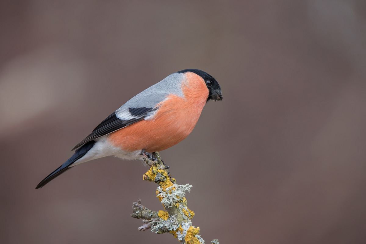 Bullfinch (Pyrrhula pyrrhula)