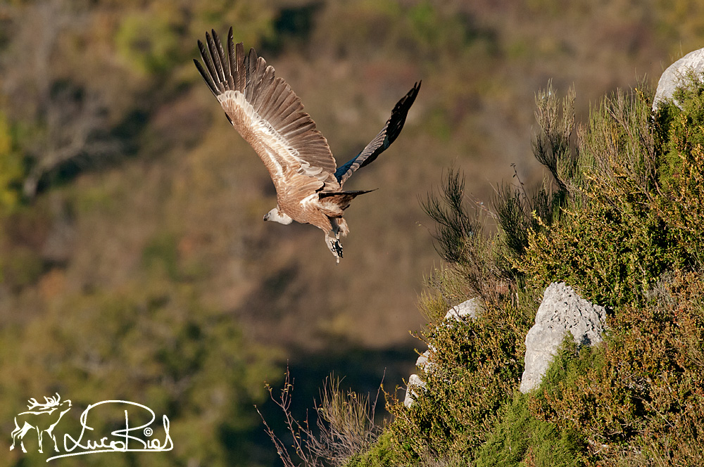 Griffon - Griffon vulture