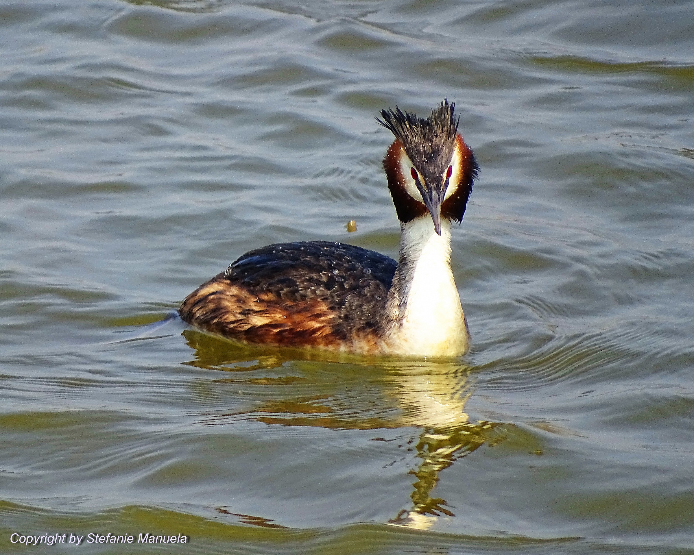 Great Crested Grebe