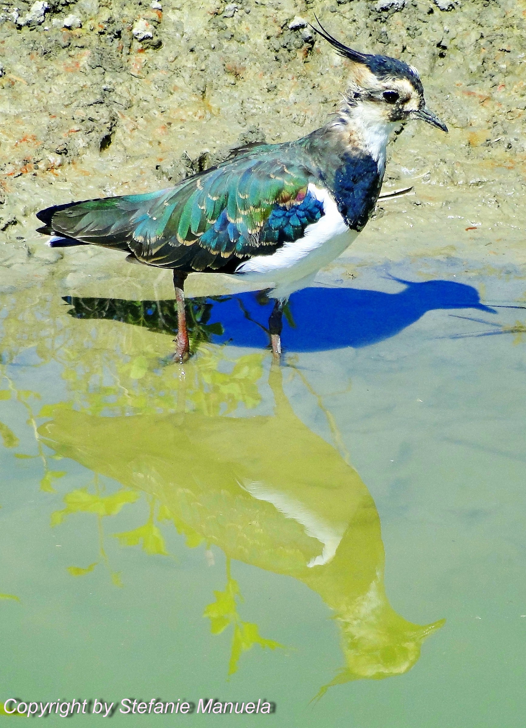 Riflesso nell´acqua