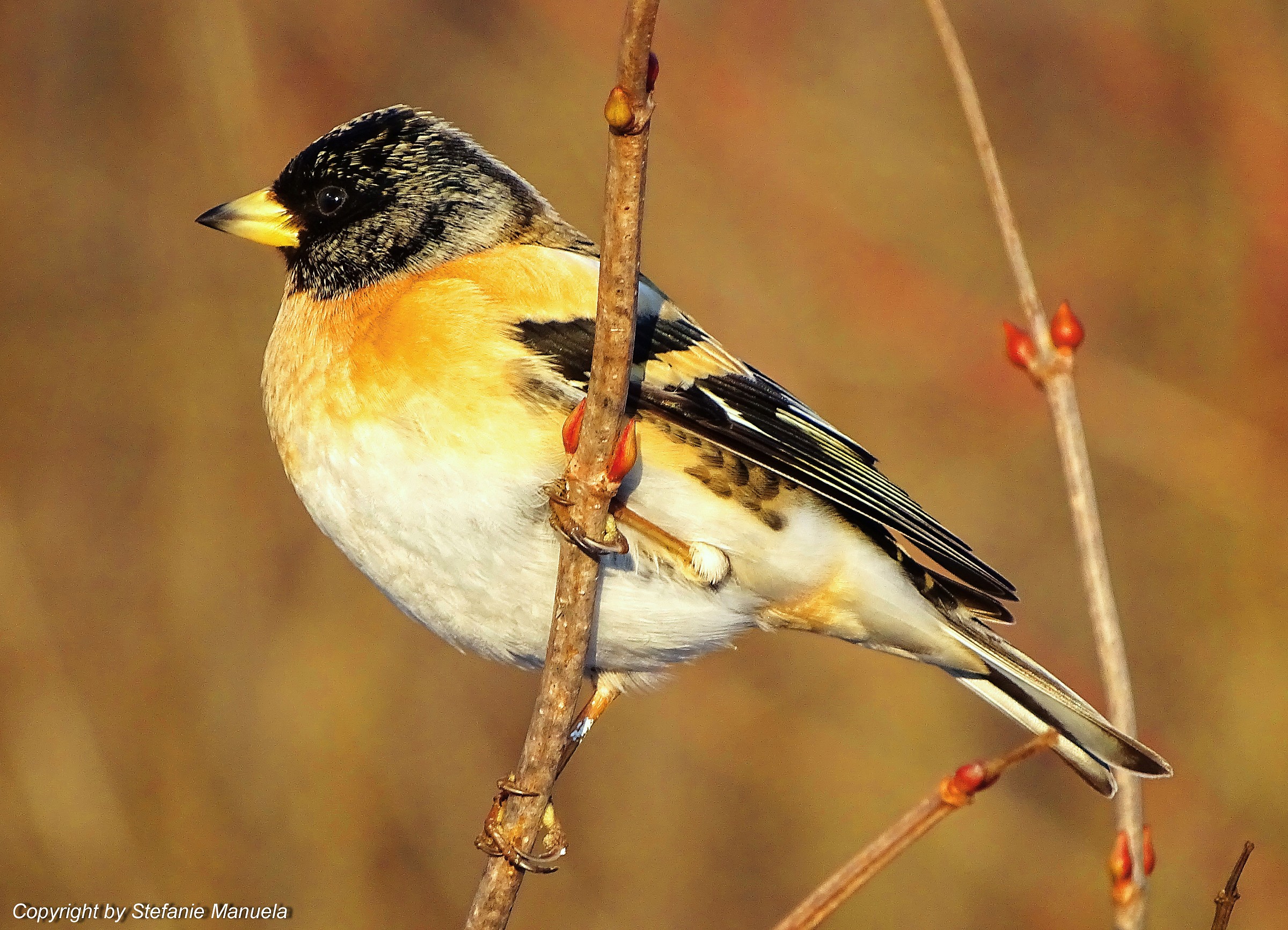 Brambling