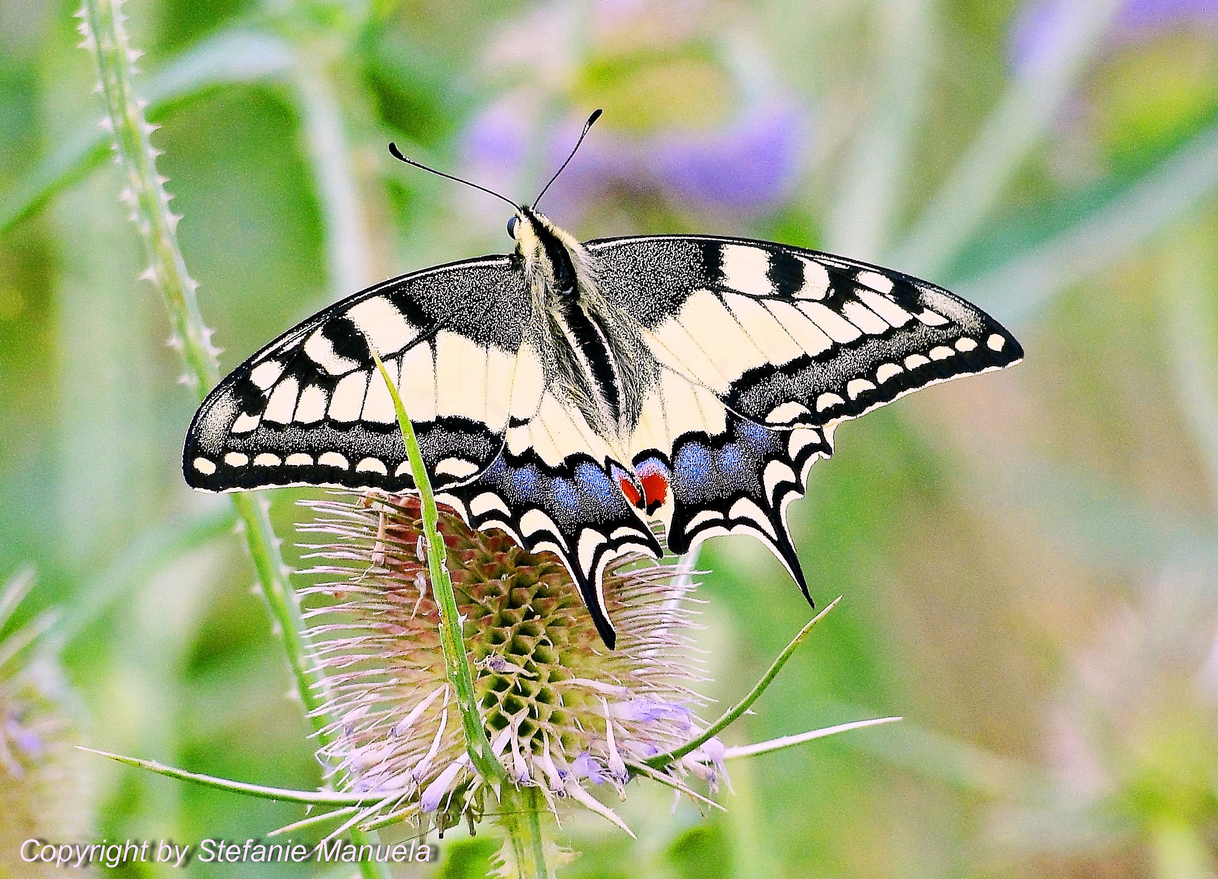 Papilio Machaon