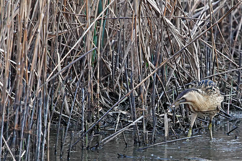 Two mei is that one!