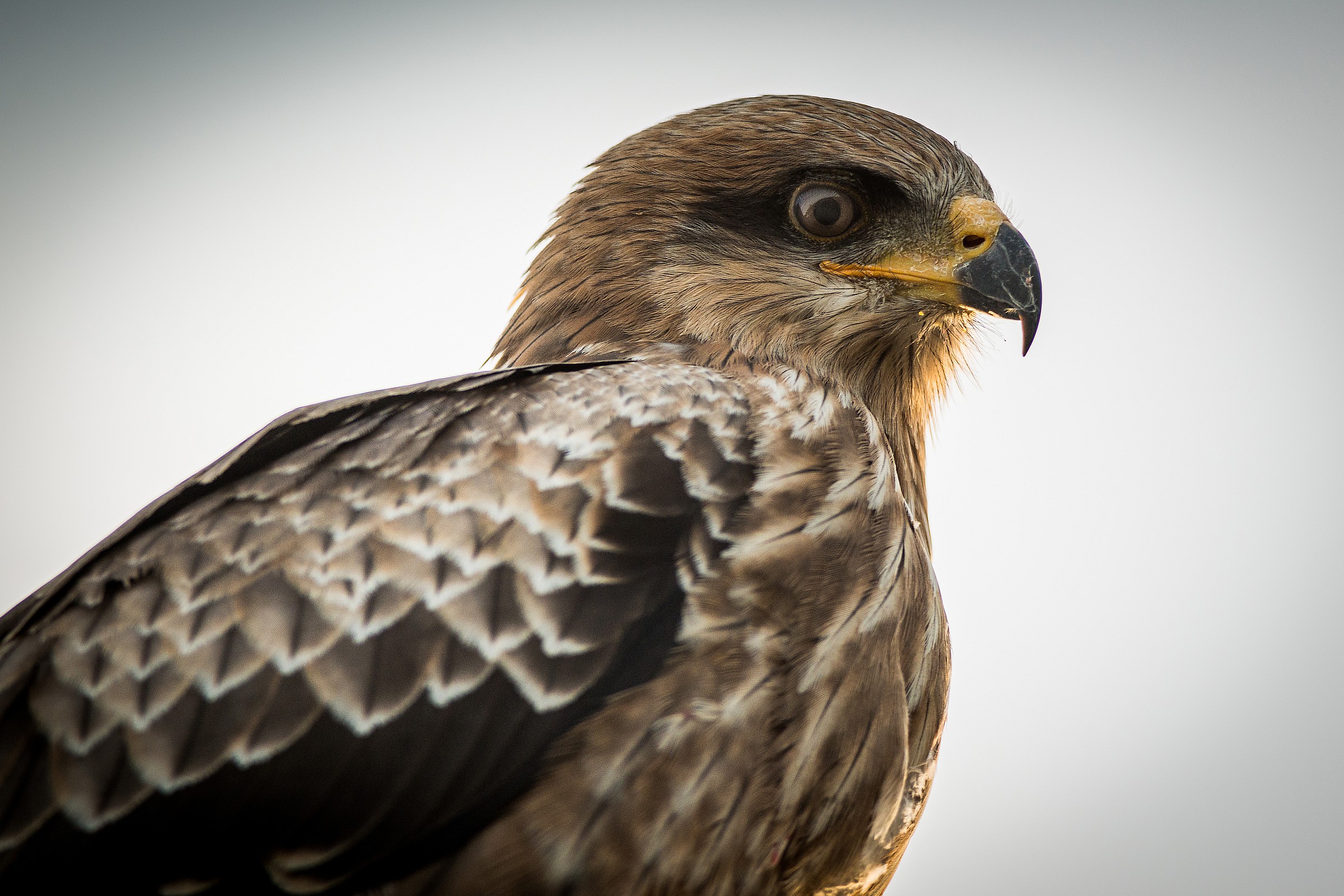 Ritratto di Nibbio Bruno (juv.)