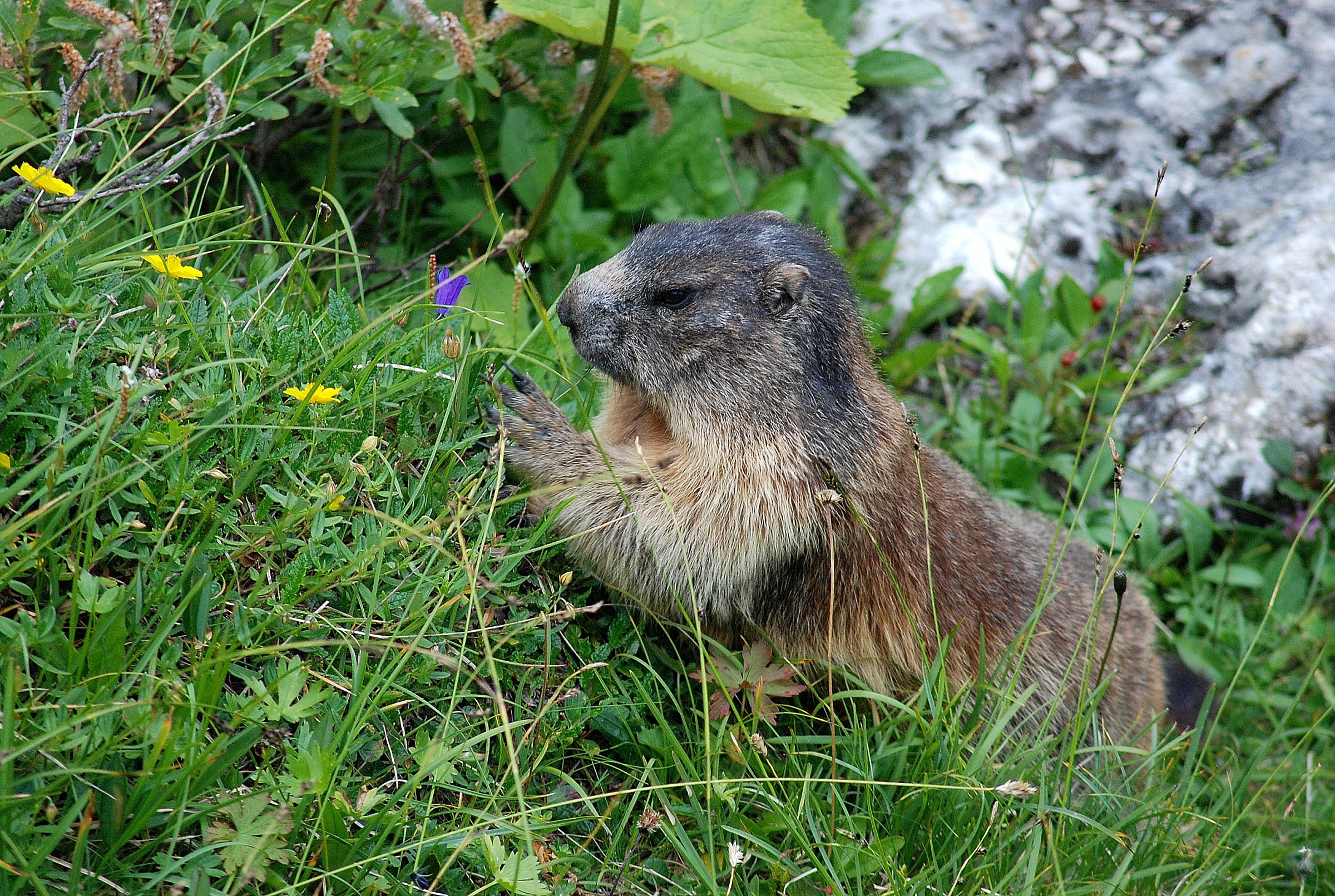 "Purple or Yellow? Yellow or purple?"