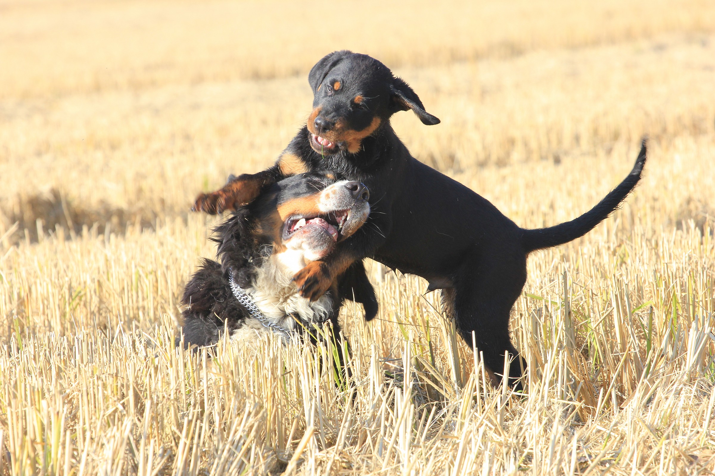 liberta' e divertimento