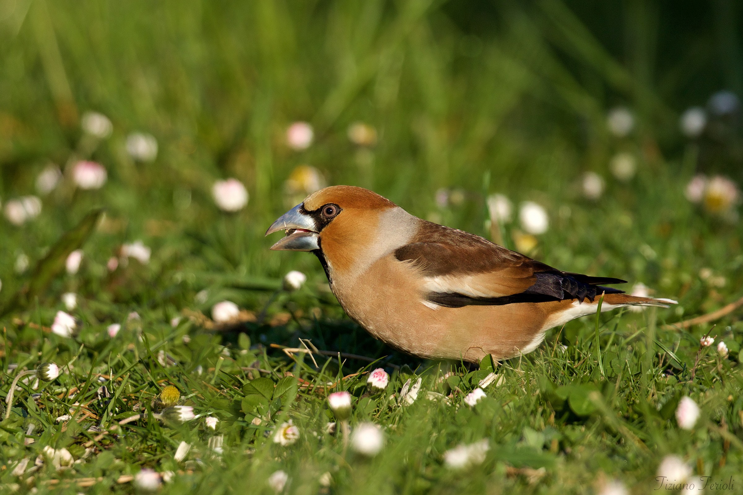 Grosbeak Male