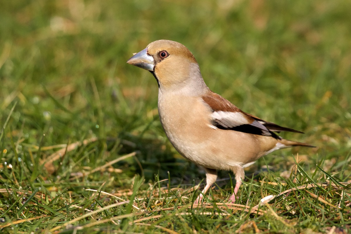 Grosbeak Female