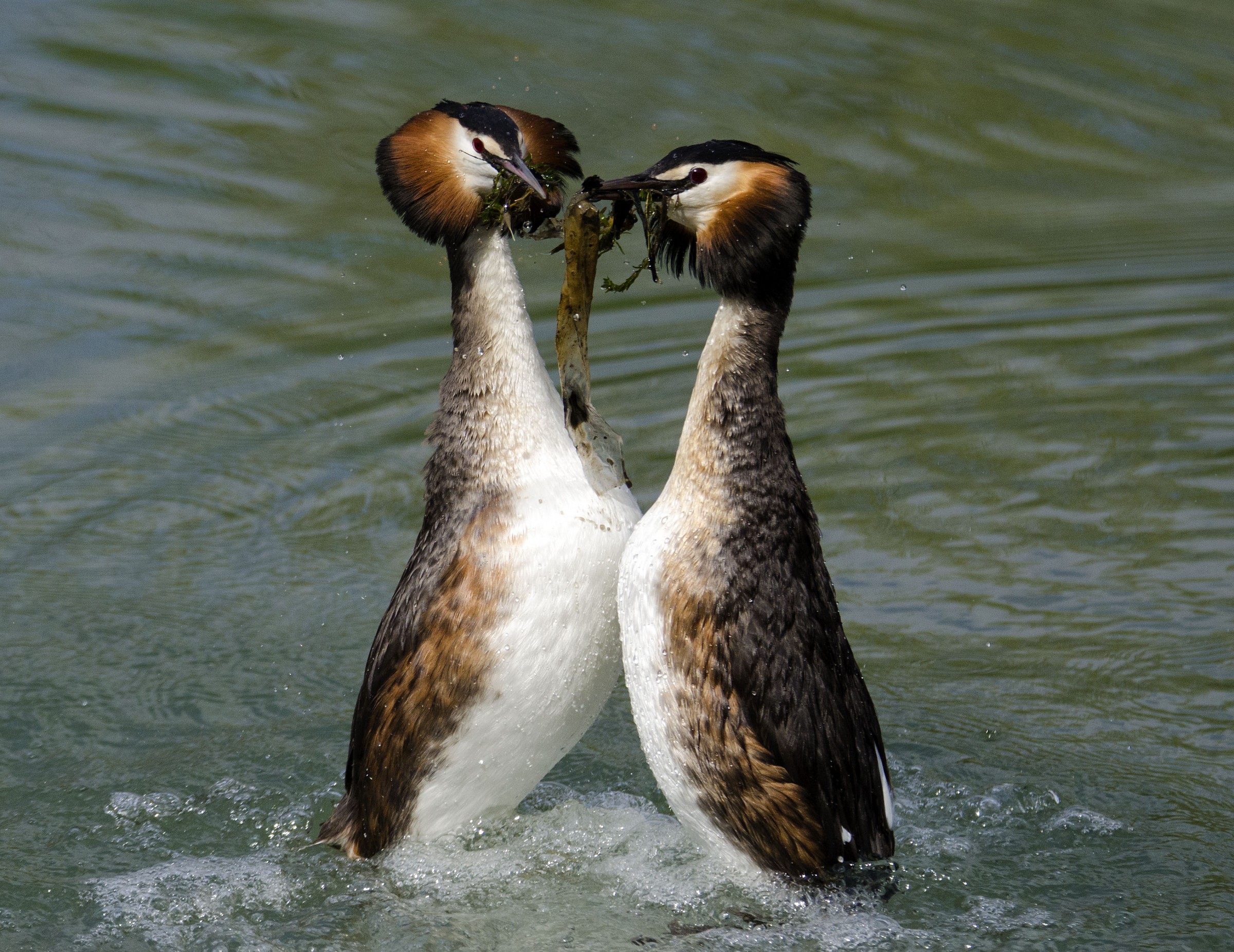 Grebes in courtship