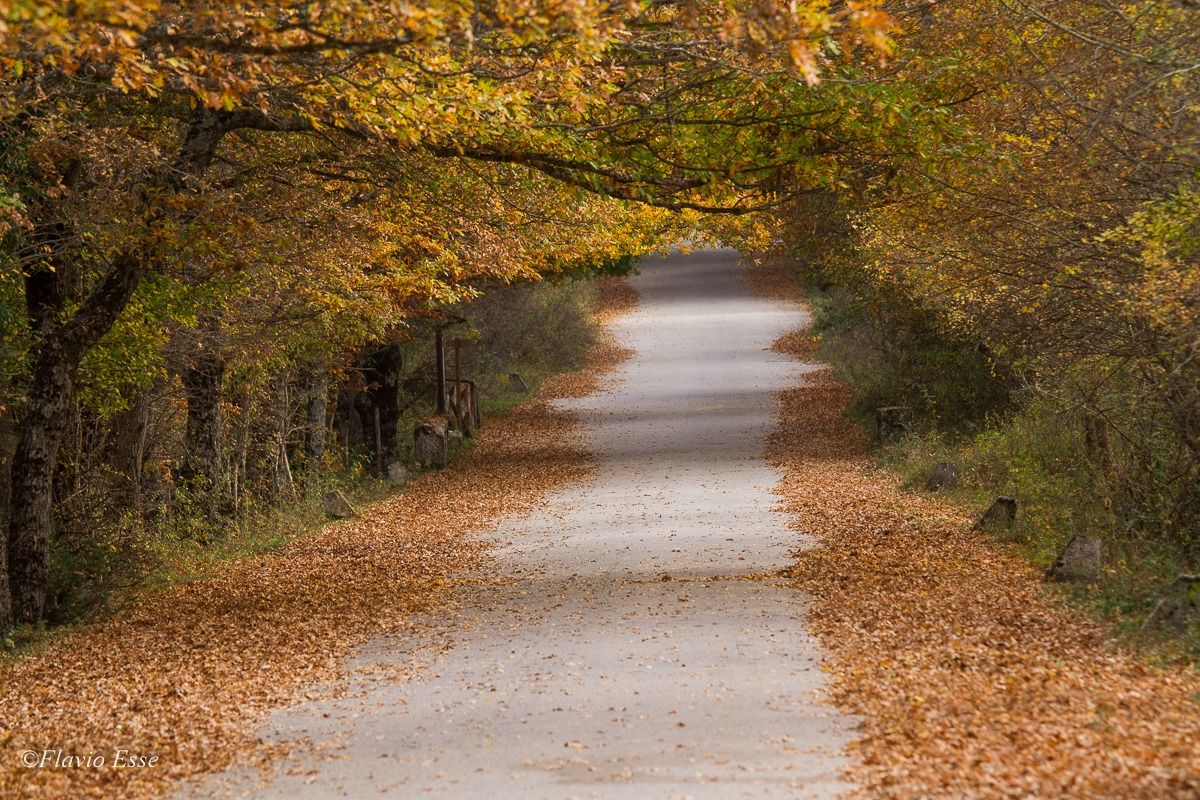 Pescasseroli (viale di accesso alla Camosciara)